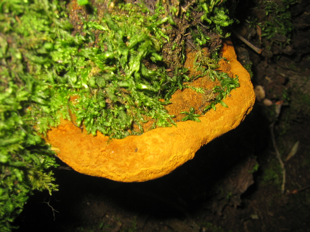 Funghi da determinare (Phellinus torulosus)